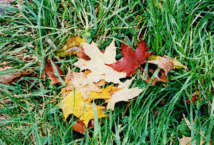 fallen leaves 