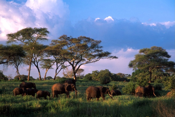 Elephants-Tanzania