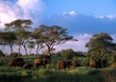 Elephants-Tanzani...