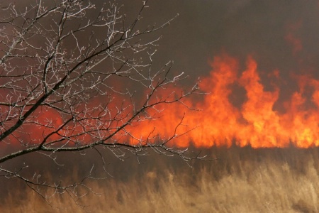 Brush Fire