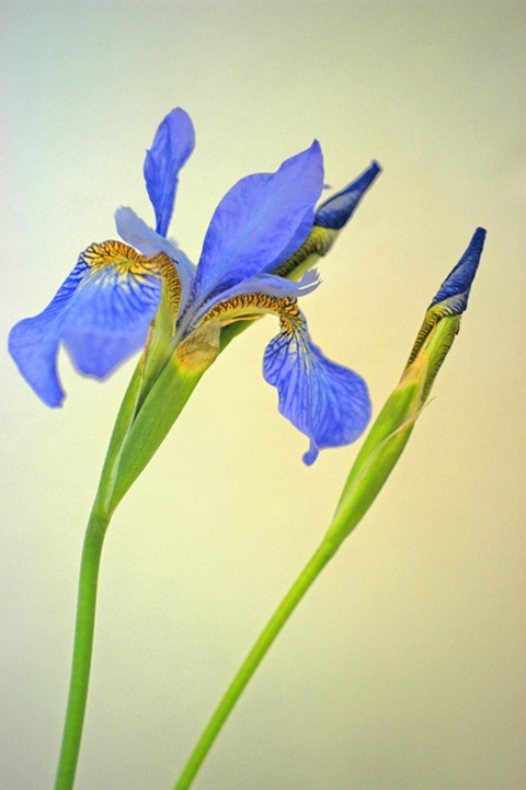 Siberian Iris