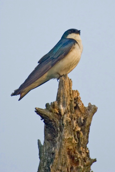 Tree Swallow-Cuyahoga Valley National Park - ID: 967941 © James E. Nelson