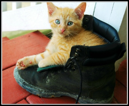 " Puss in Boot. "