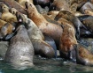 Stellar Sea Lions