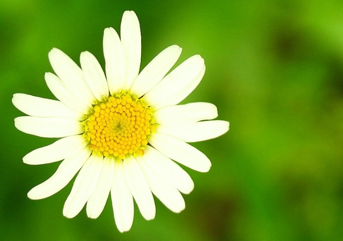 Floating Daisy