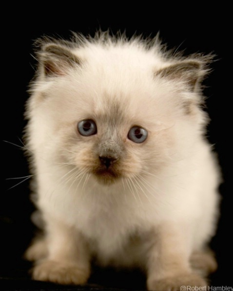 Ragdoll Kitten - ID: 969218 © Robert Hambley