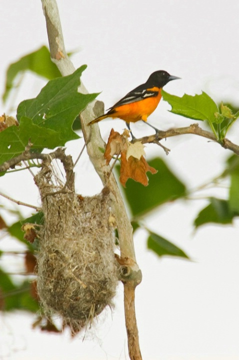 Baltimore Oriole-Cuyahoga Valley National Park - ID: 969585 © James E. Nelson