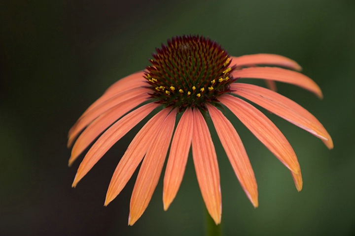 Orange Coneflower