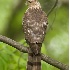 © Robert Hambley PhotoID # 971161: Cooper's Hawk