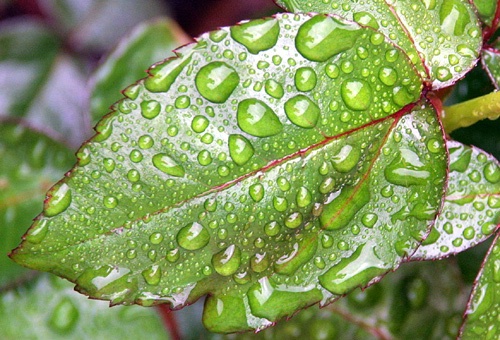 Water Droplets on Rose Leaf