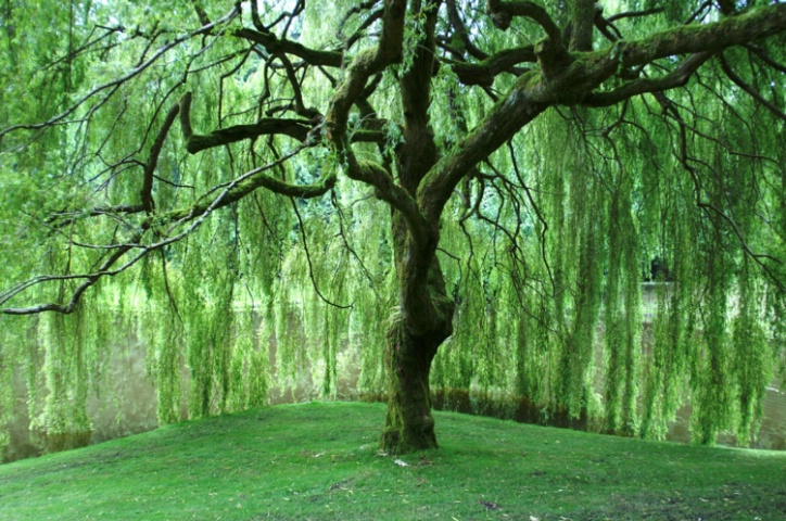 Embraced By A Weeping Willow
