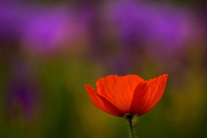 One Red Poppy