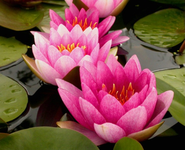 Not  Your Everyday Water Lilies