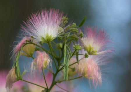  The Flowering Mimosa