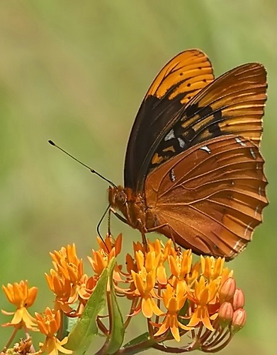 Diana Fritillary male