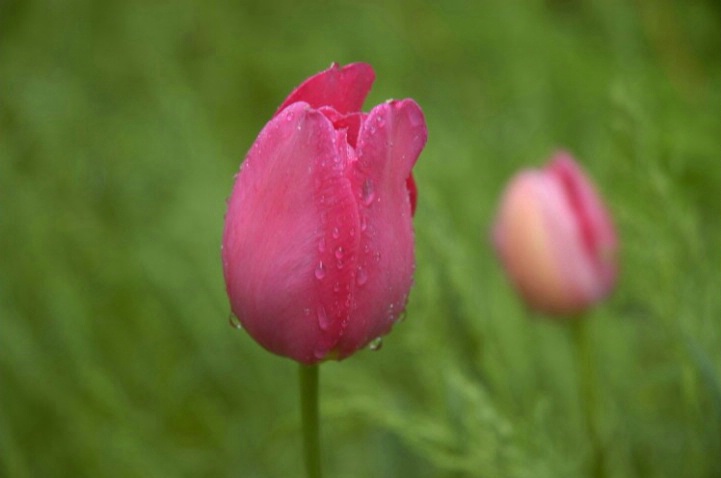 Wet tulips
