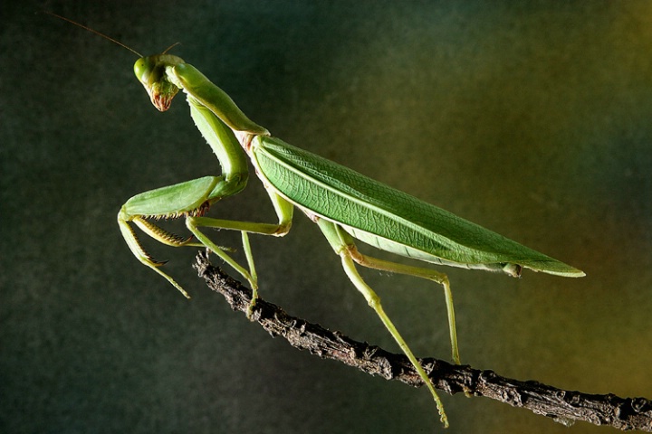 Grass Hopper