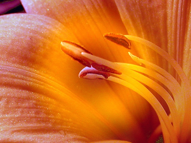 Fire Light Lily