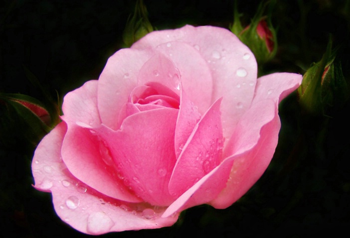 A Pink Rose