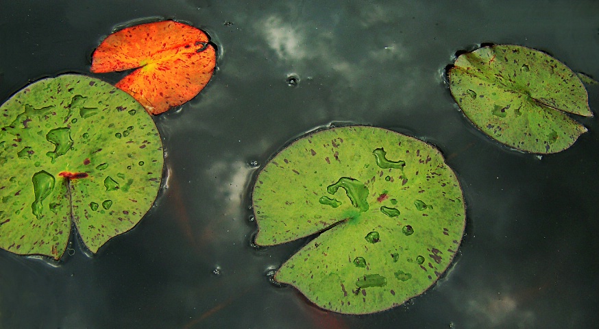 Lily Pads