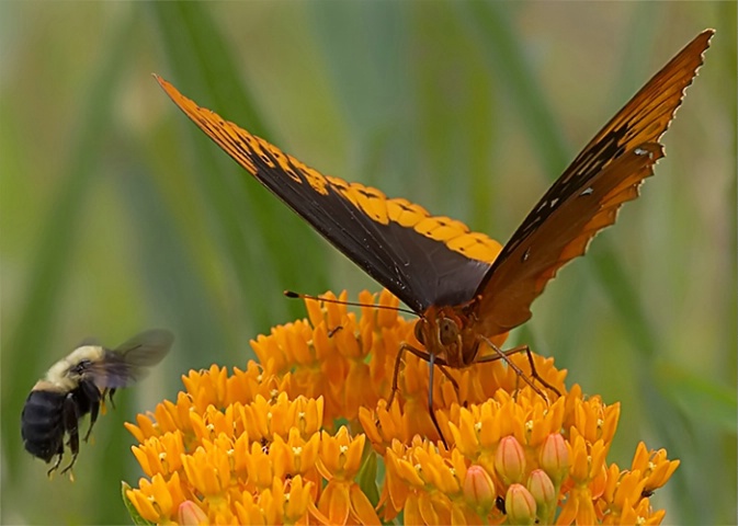 Bee and Butterfly