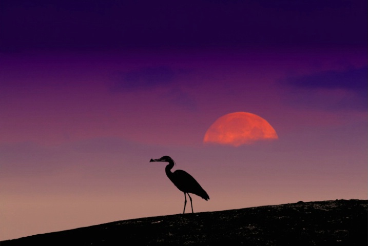 Heron Moon