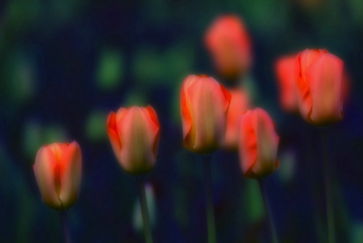 Tulip Blur 1