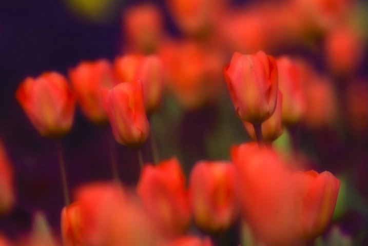 Tulip Blur 2