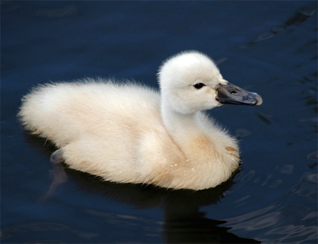 Baby Swan