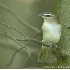 © Robert Hambley PhotoID # 977422: Red - Eyed Vireo