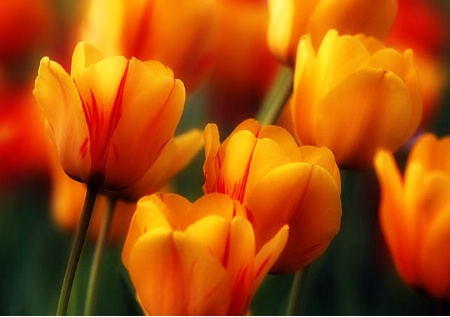 Spring Tulips