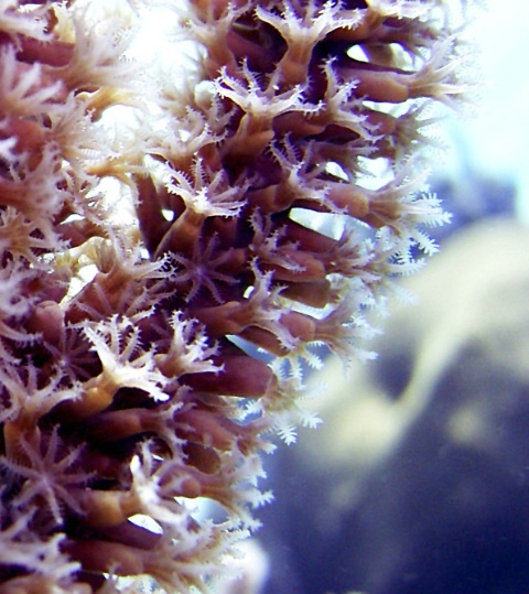 Living Coral In Open Formation