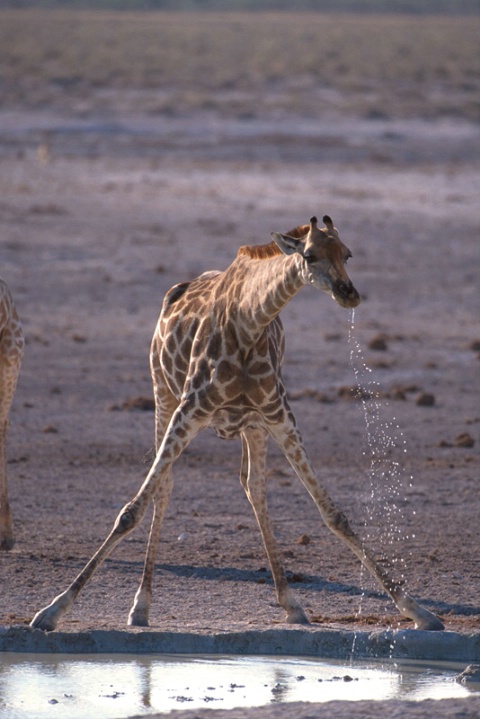 Giraffe-Namíbia