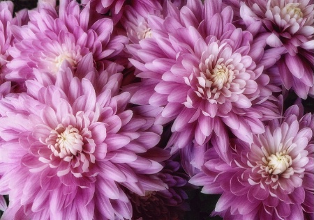 Bouquet of Mums