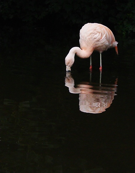 Flamingo reflection.