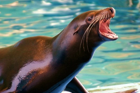 Sea Lion 03