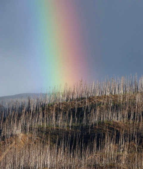 Yukon Rainbow
