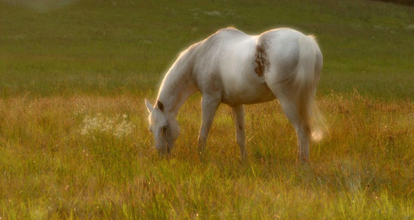 Grazing