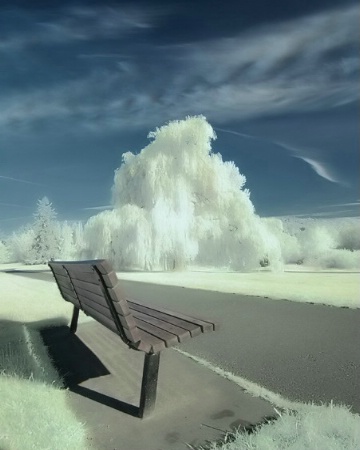 Empty Park Bench