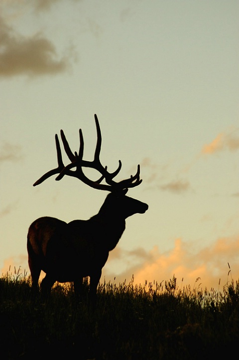 Elk at sunset