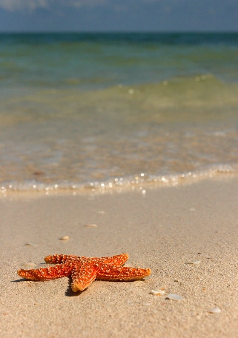 Sea Star on a Beach