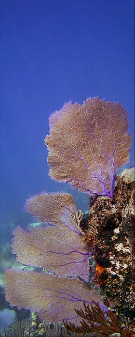 Undersea Fans in the Bahamas