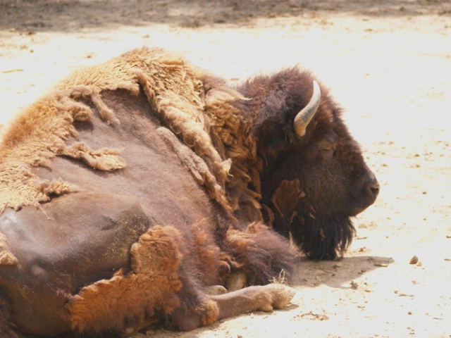 Bad hair day...
