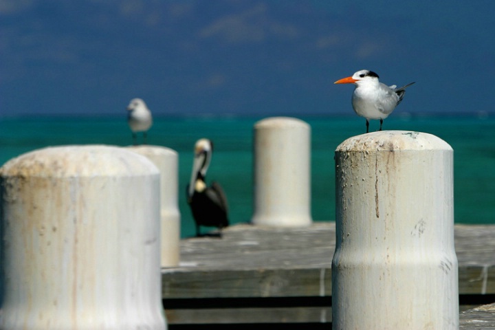 Turks and Caicos Islands, Bird Snob 9092