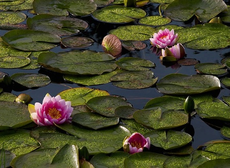 Pink Lotus