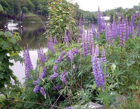 lupins at the river side