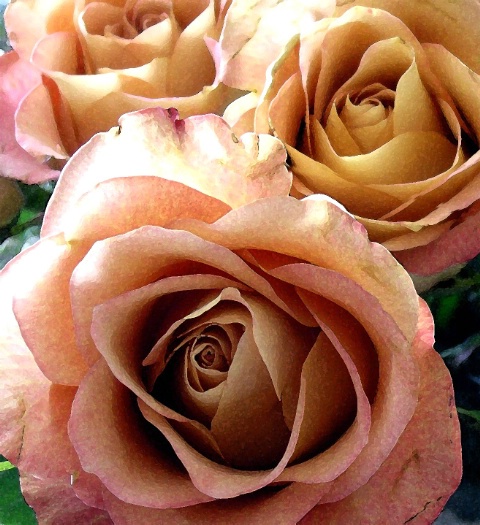 Morning Sun Roses