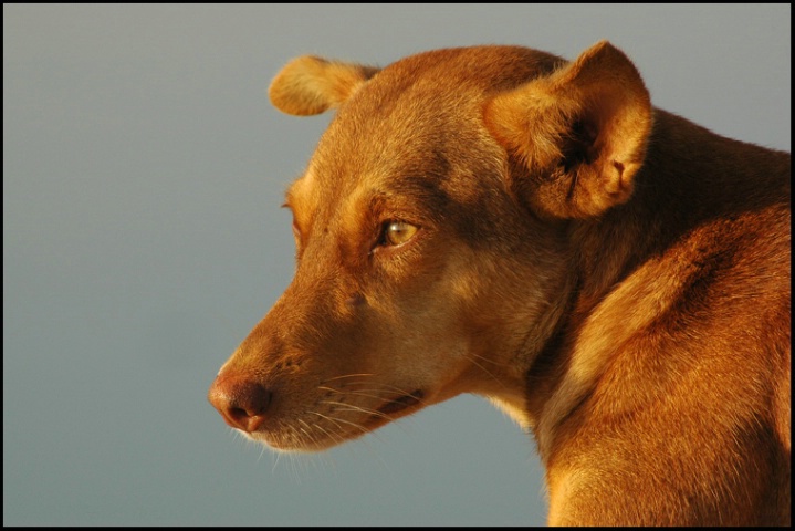 portrait of mumbai street dog