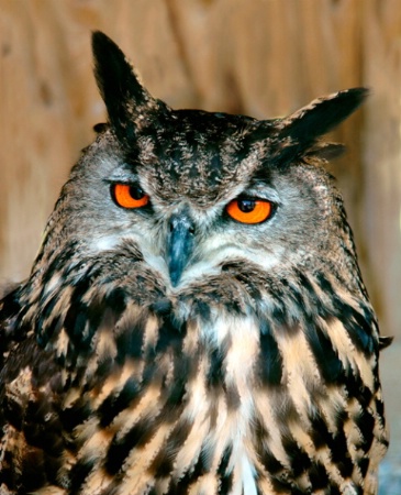 European Great Horned Owl