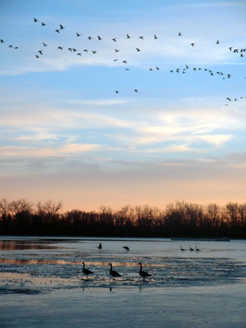 Geese on Cottonwood Lake